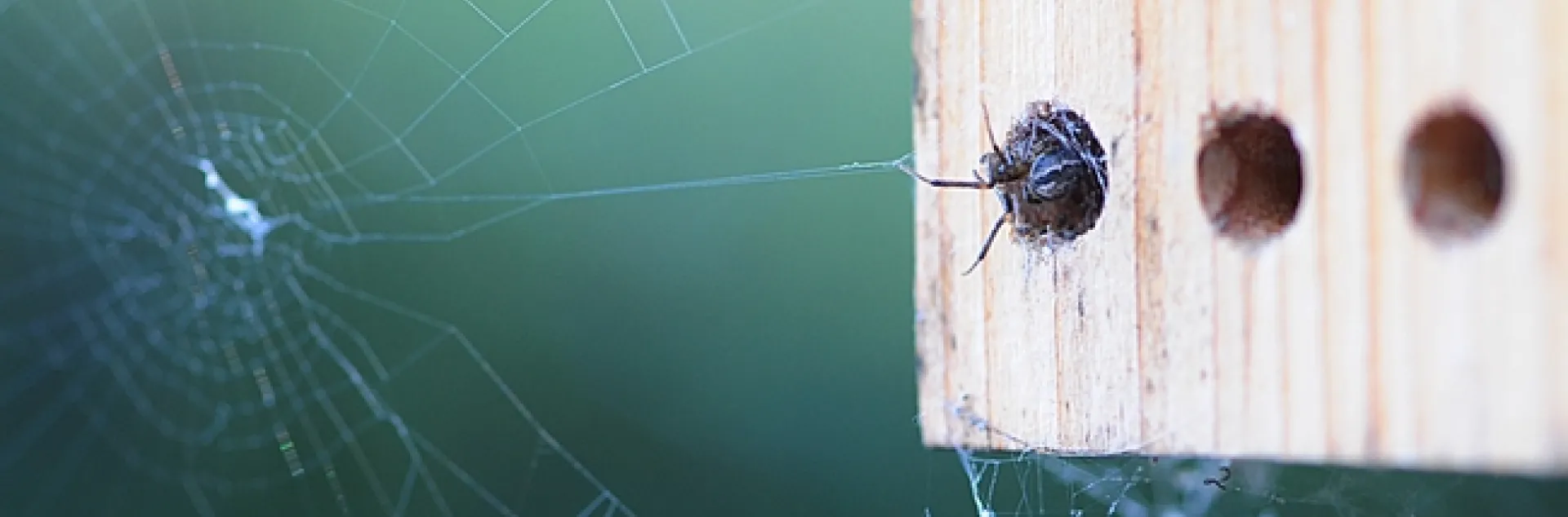 Webweaver spun a web and then crawled into the mason bee condo to occupy a hole. (Photo by Kathy Keatley Garvey)