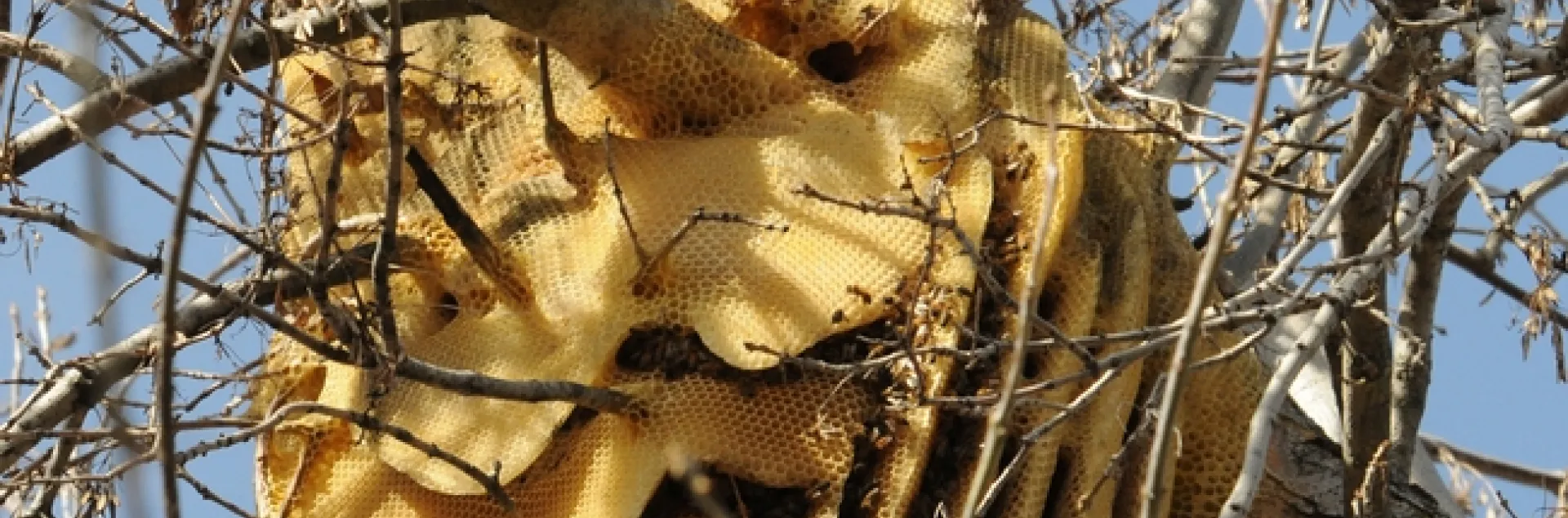Just by looking at this feral colony, you cannot tell Africanized bees from European honey bees (EHB). (Photo by Kathy Keatley Garvey)