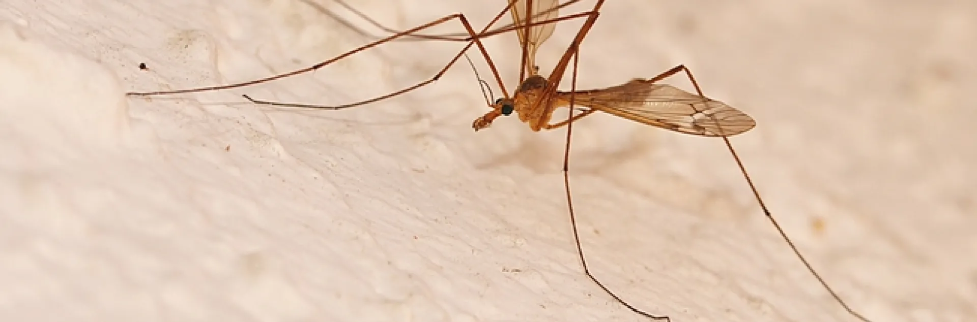 Crane fly resting on a stucco wall. (Photo by Kathy Keatley Garvey)