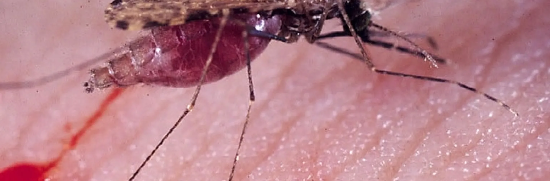 The malaria mosquito, Anopheles gambiae. (Photo by Anthony Cornel)