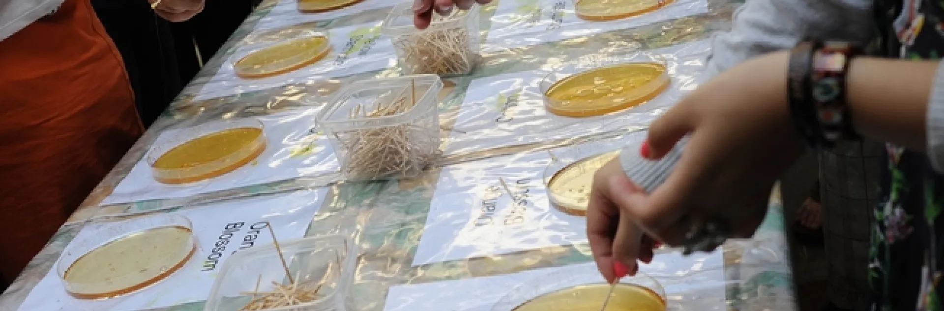 Honey-tasting is a popular activity at Briggs Hall during the UC Davis Picnic Day. (Photo by Kathy Keatley Garvey