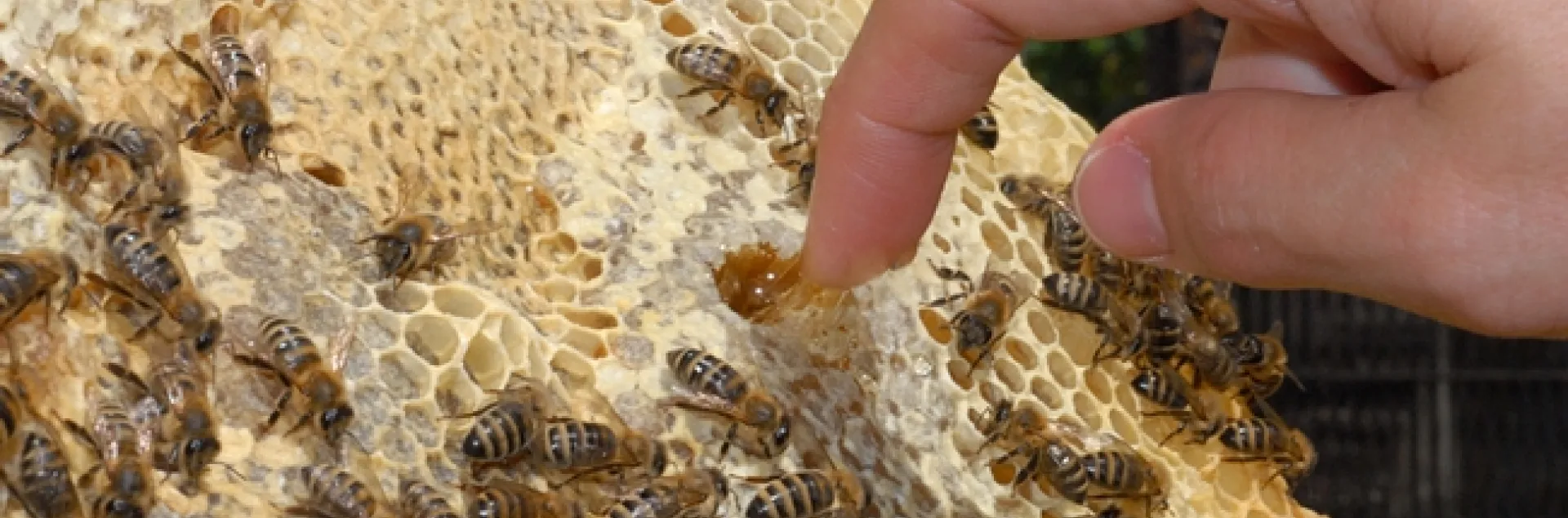 A frame of honey in the apiary of the Harry H. Laidlaw Jr. Honey Bee Research Facility. (Photo by Kathy Keatley Garvey)