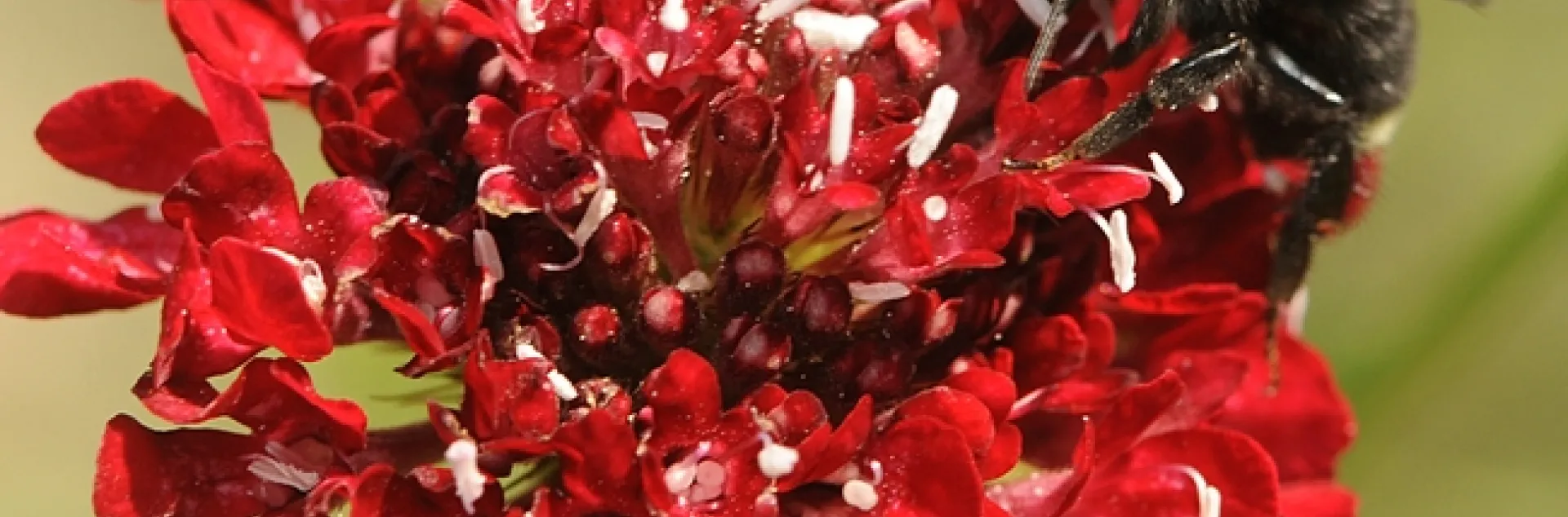 Yellow-faced bumble bee, Bombus vosnesenskii, on Scabiosa. (Photo by Kathy Keatley Garvey)