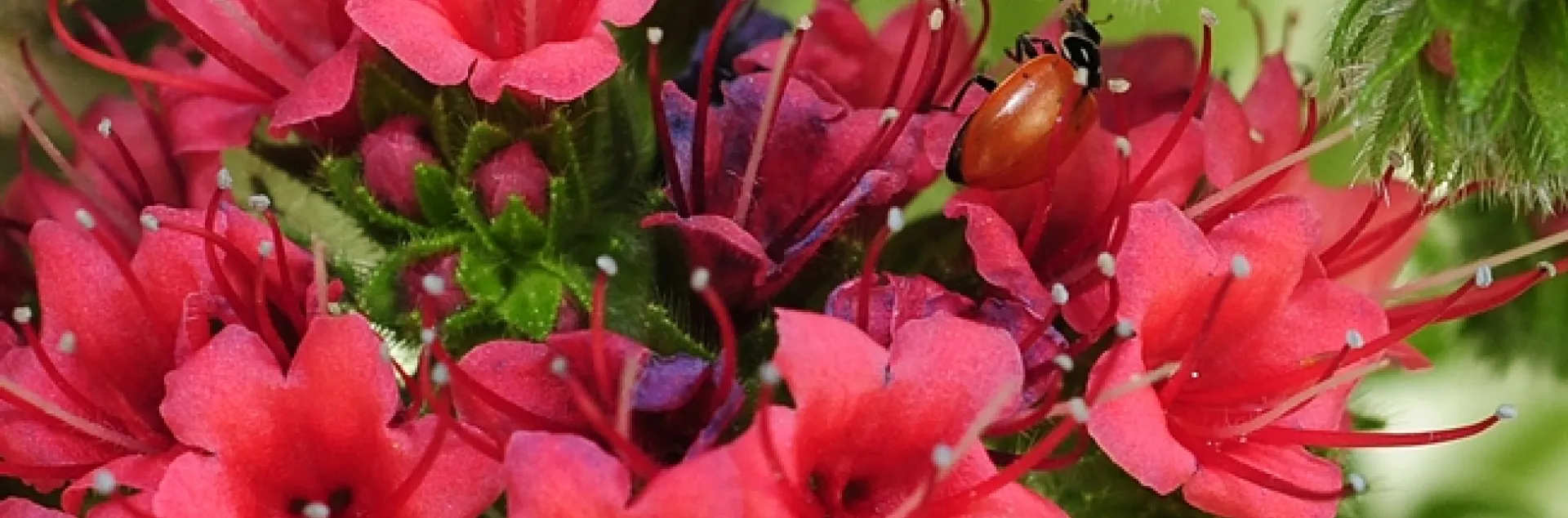 Two ladybugs in a tower of jewels, Echium wildpretii. (Photo by Kathy Keatley Garvey)