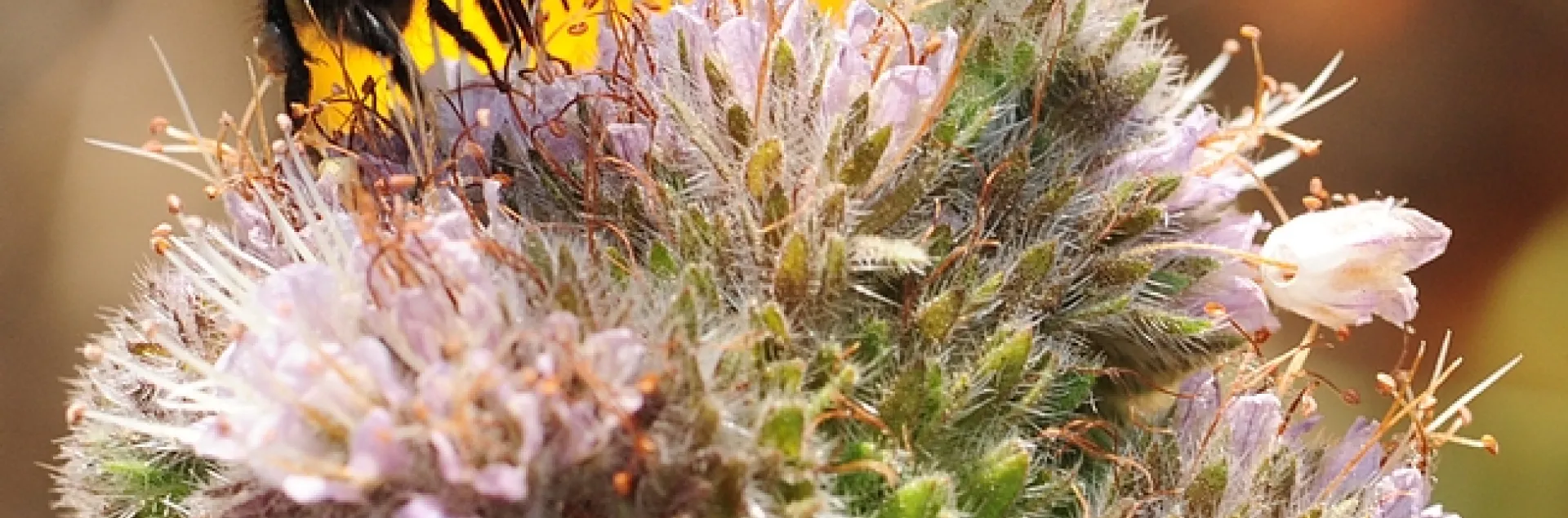 Bumble bee, Bombus vandykei, foraging on phacelia. (Photo by Kathy Keatley Garvey)
