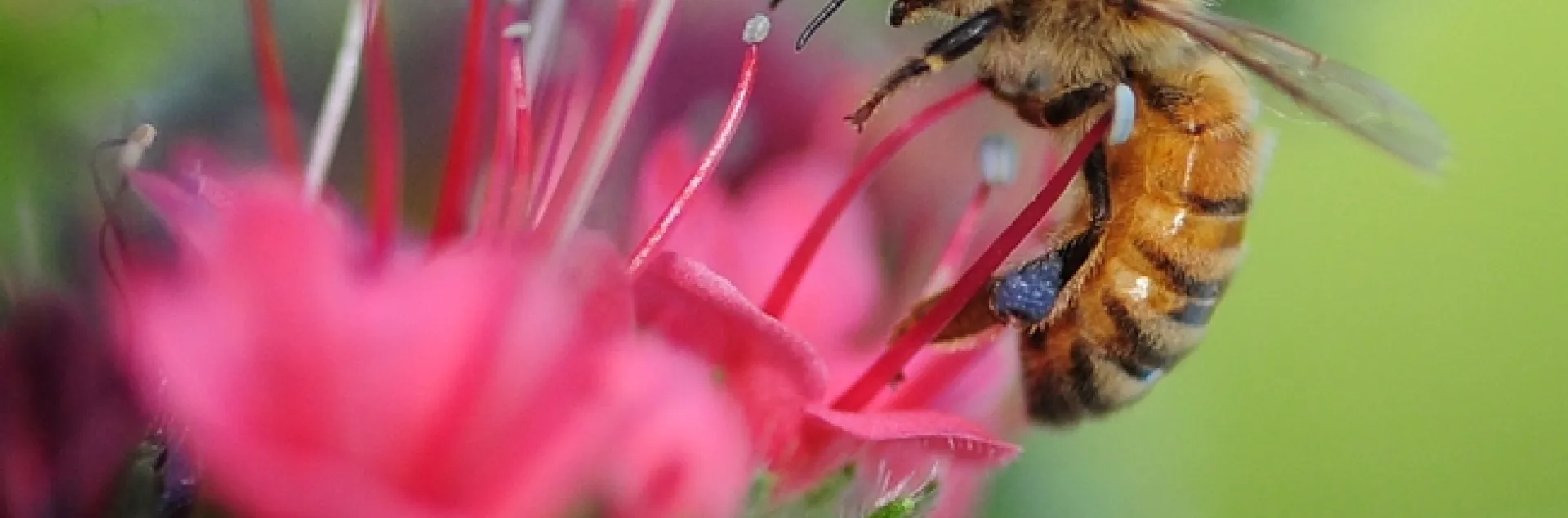 Honey bee foraging on tower of jewels. (Photo by Kathy Keatley Garvey)