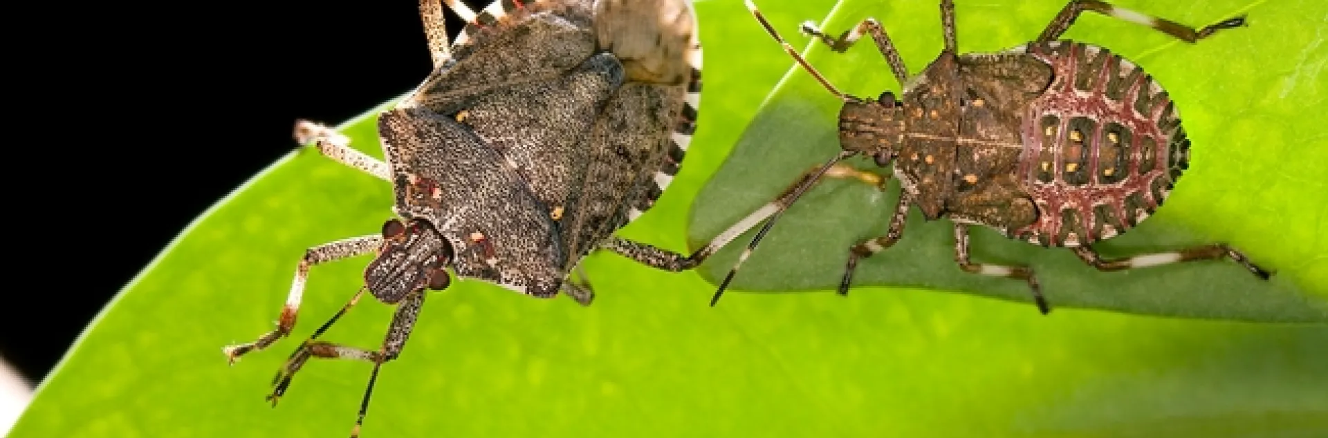 Brown marmorated stink bugs. (USDA, Stephen Ausmus)