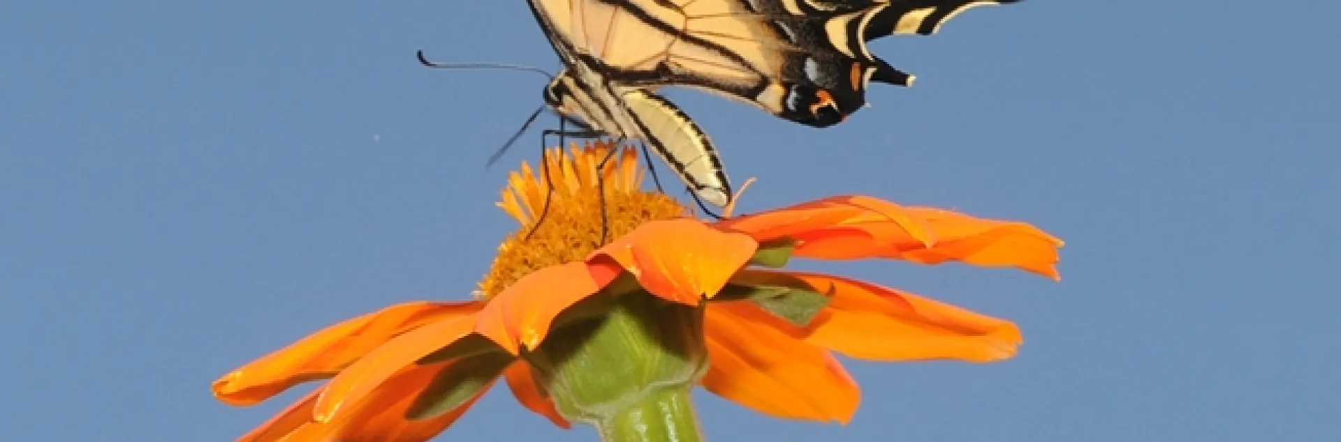 Western tiger swallowtail, Papilio rutulus, on a Mexican sunflower, Tithonia. (Photo by Kathy Keatley Garvey
