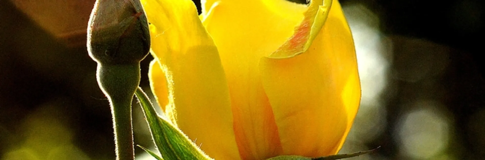 Yellow roses are popular at the rose sale. (Photo by Kathy Keatley Garvey)