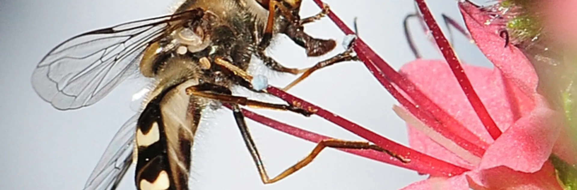 Syrphid fly nectaring on tower of jewels, Echium wildpretii. (Photo by Kathy Keatley Garvey)