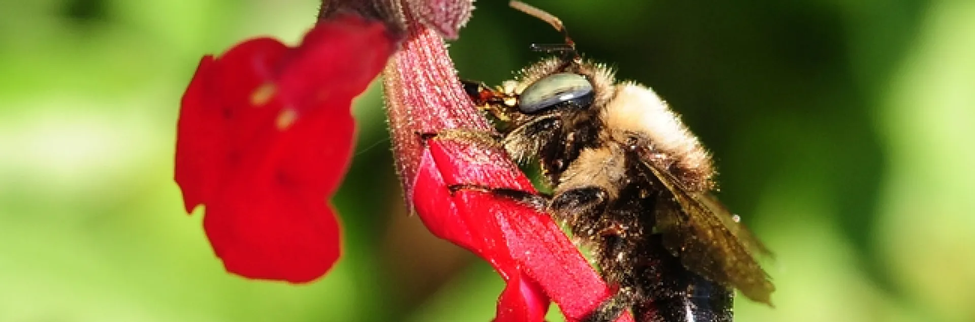 Carpenter bee, Xylocopa tabaniformis orpifex, robbing nectar from salvia. (Photo by Kathy Keatley Garvey)