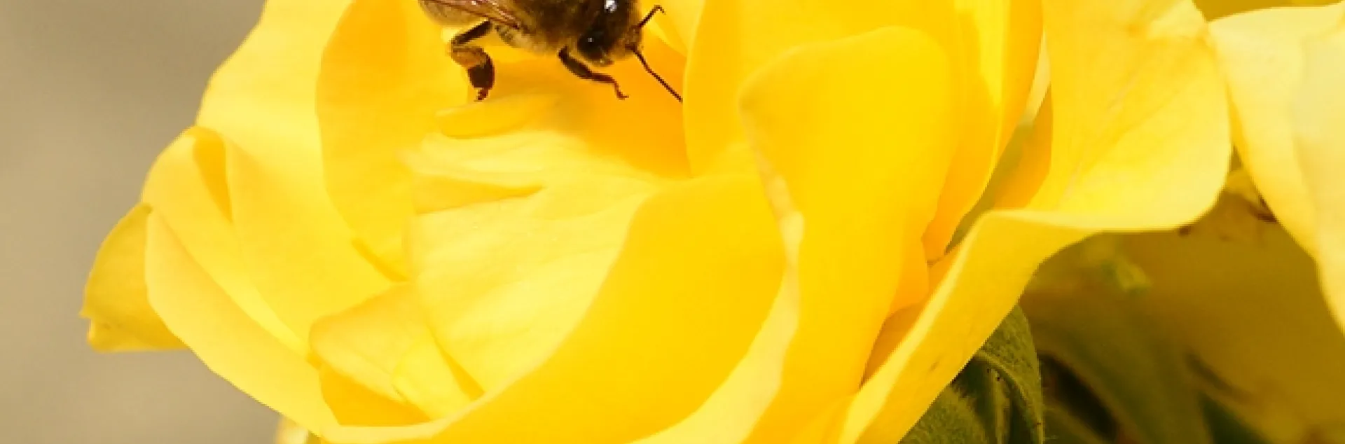 Honey bee foraging on a yellow rose, "Sparkle and Shine!" (Photo by Kathy Keatley Garvey)