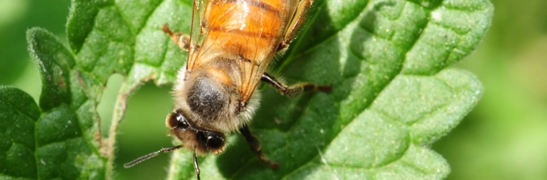 Honey bee tumbles off a flowering catmint and lands on a leaf. (Photo by Kathy Keatley Garvey)