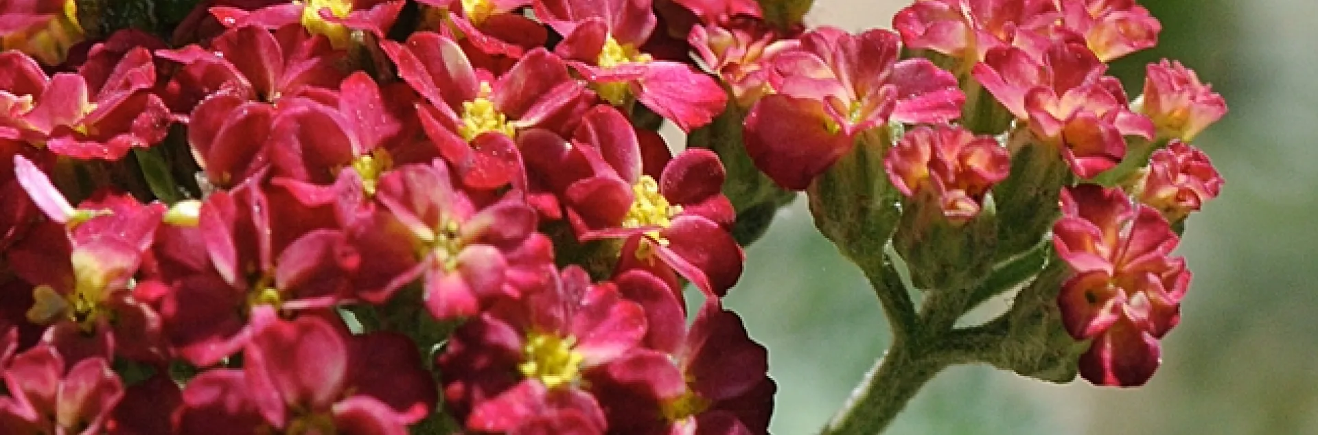A noctuid cutworm, which will turn into a "dull brown moth," crawls on yarrow in the UC Davis Arboretum. (Photo by Kathy Keatley)