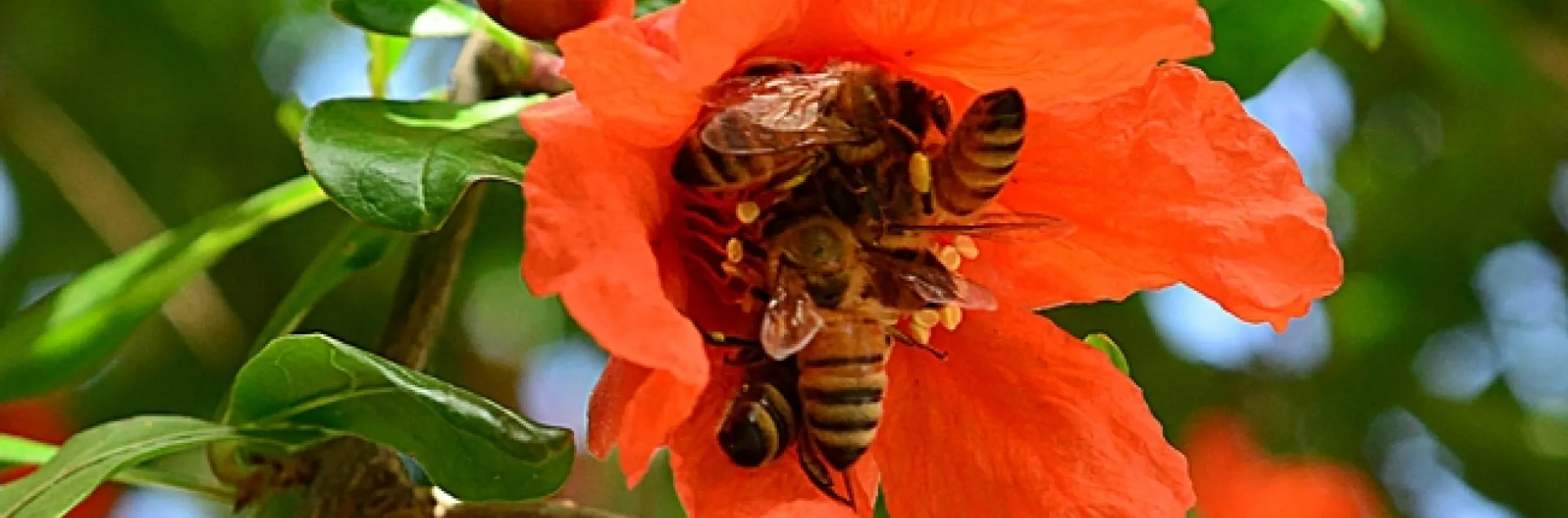 Five honey bees on one pomegranate blossom. (Photo by Kathy Keatley Garvey)