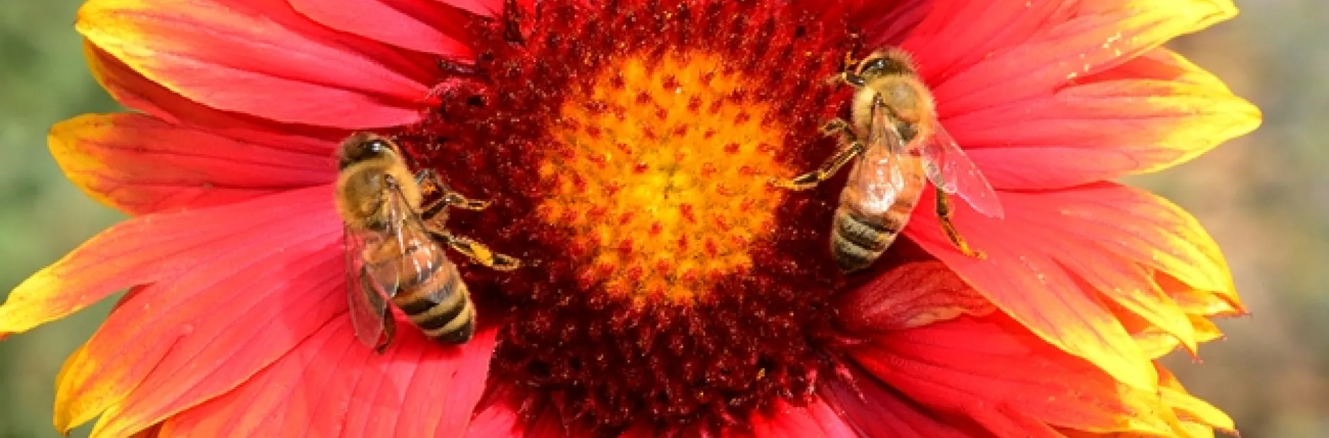 Matched pair: Honey bees on blanket flower (Gaillardia). (Photo by Kathy Keatley Garvey)