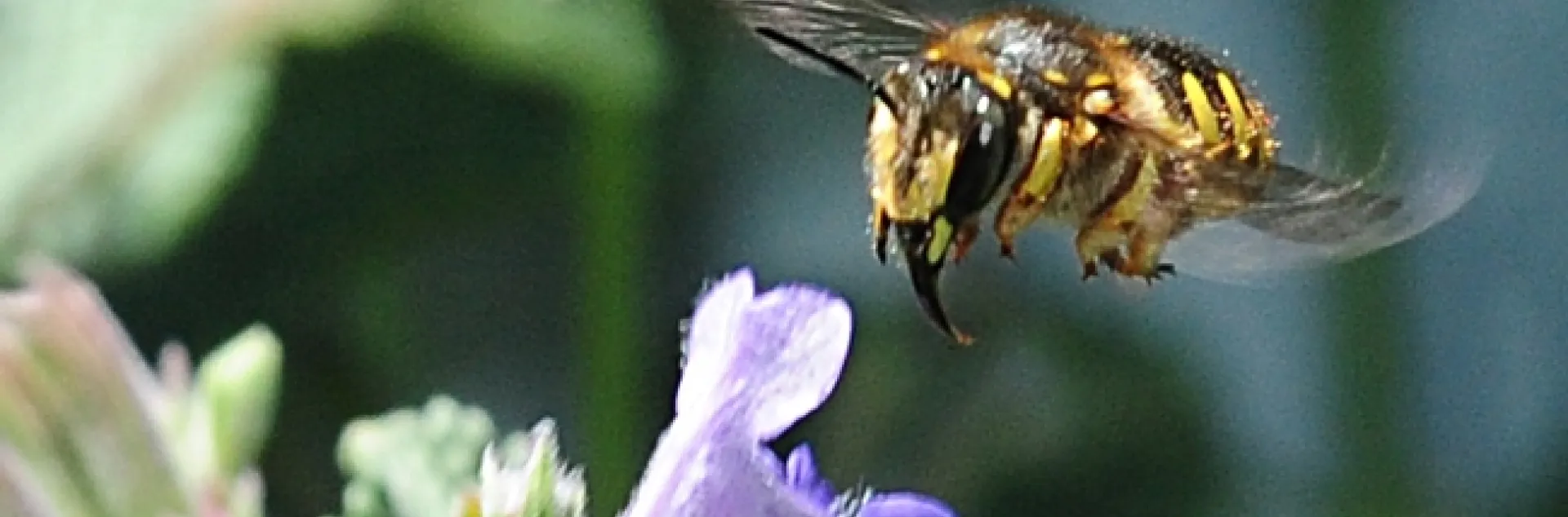 European wool carder bee darts through catmint. (Photo by Kathy Keatley Garvey)