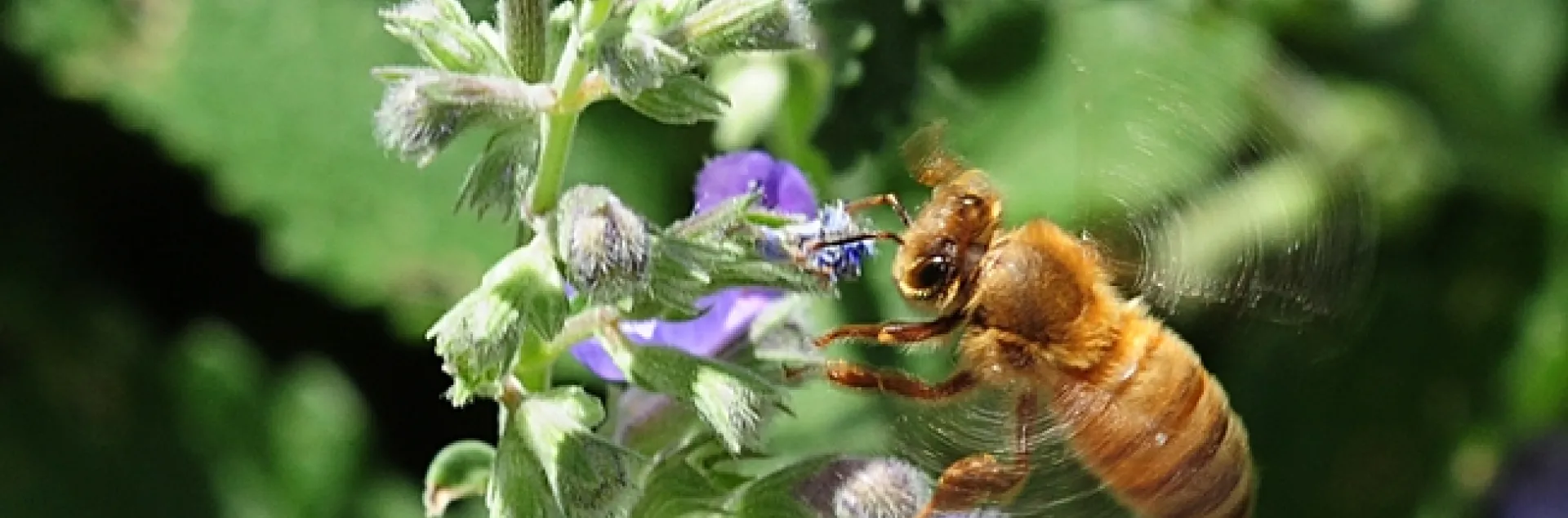 Honey bee heading for a catmint (Nepeta) patch. (Photo by Kathy Keatley Garvey)
