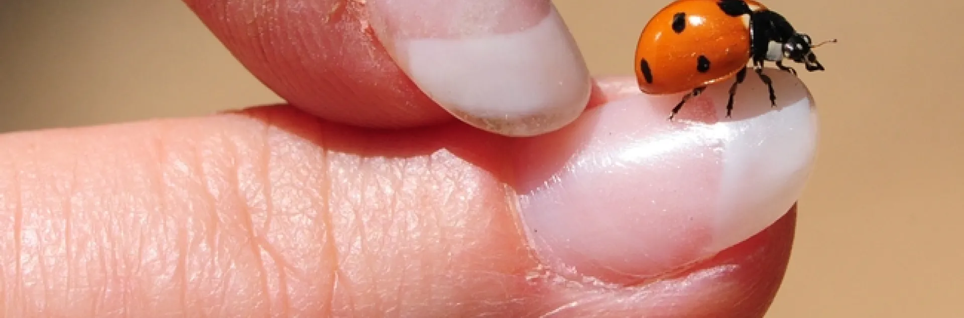 When a ladybug lands on you, it's considered good luck. A gentle push and this one took flight. (Photo by Kathy Keatley Garvey)