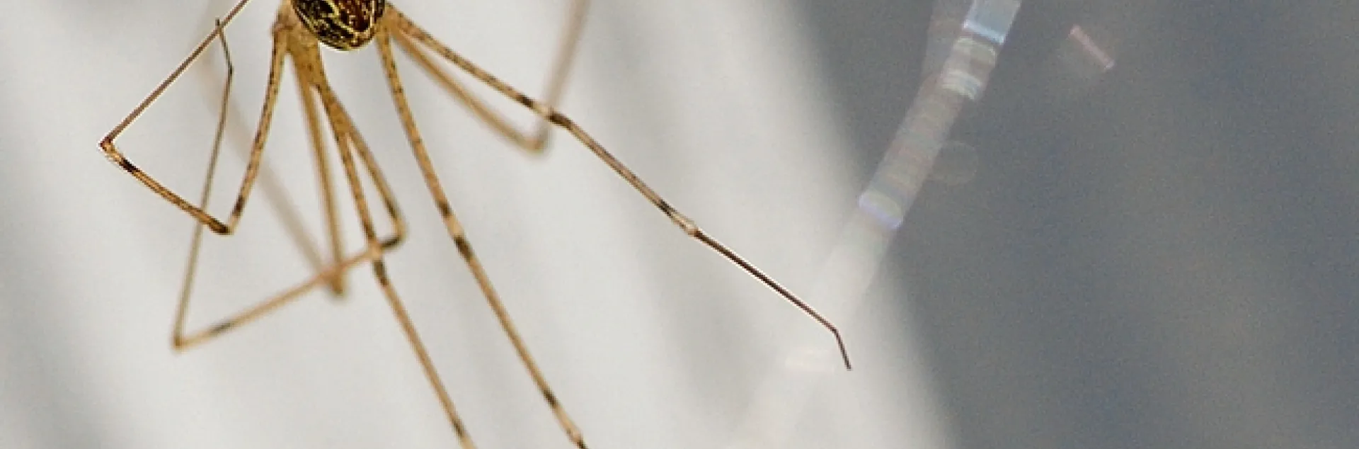 Cellar spider traps and wraps a ladybug. (Photo by Kathy Keatley Garvey)