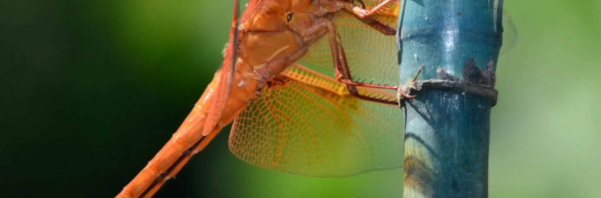 A flame skimmer perches on a bamboo stake. (Photo by Kathy Keatley Garvey)