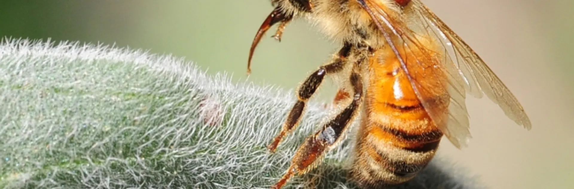A worker bee staggers and extends her tongue. (Photo by Kathy Keatley Garvey)