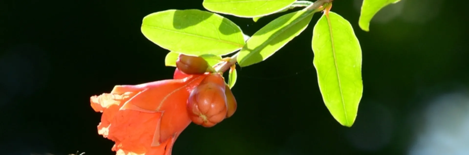 A backlit honey bee heads for a pomegranate blossom. (Photo by Kathy Keatley Garvey)