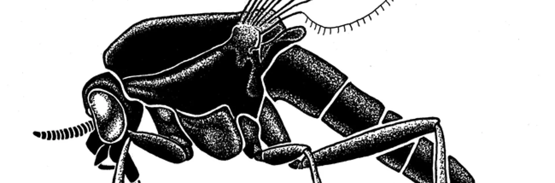 No-see-um, 70 times life size. (Illustration by Lynn Kimsey)