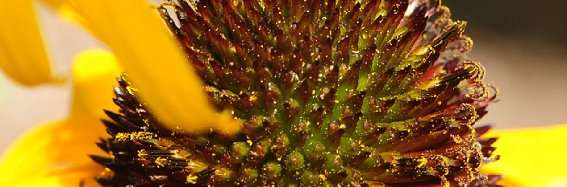 Honey bee covered with pollen; she is on a yellow coneflower, Echinacea paradoxa. (Photo by Kathy Keatley Garvey)