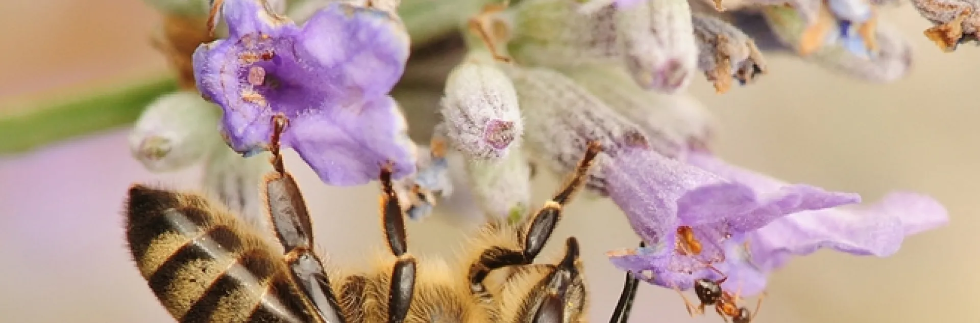 A honey bee encounters a velvety tree ant. (Photo by Kathy Keatley Garvey)
