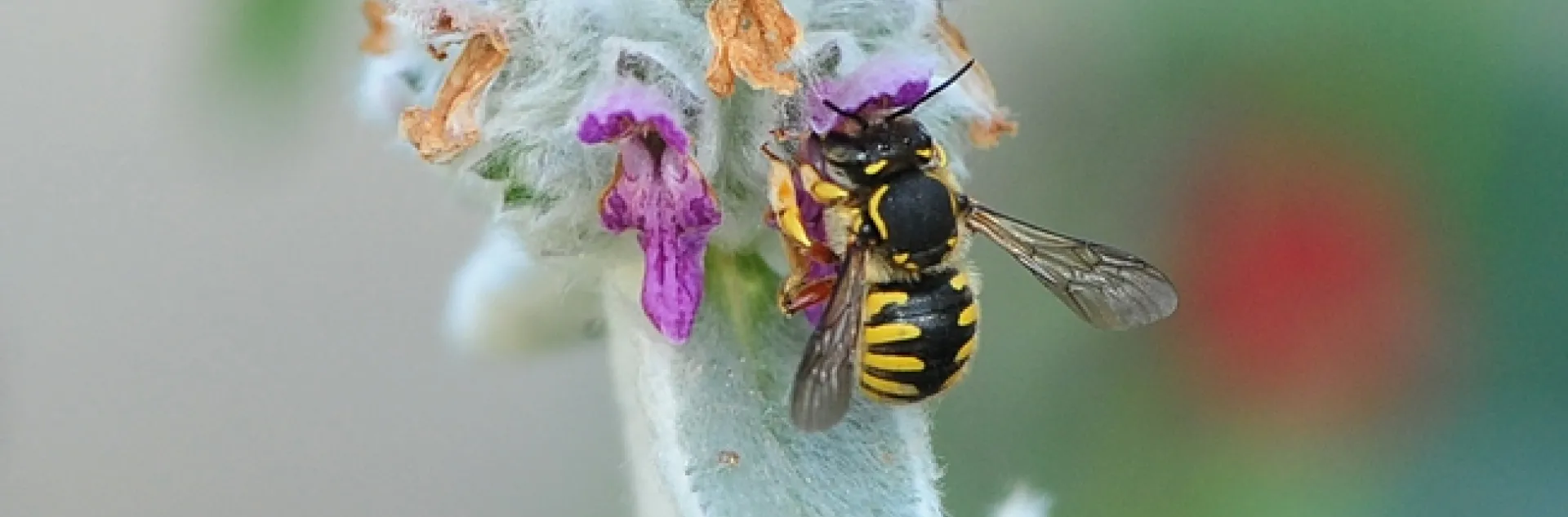 European wool carder bee nectaring on Lamb's Ear. (Photo by Kathy Keatley Garvey)