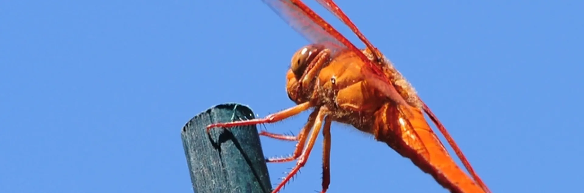 Flame skimmer ((Libellula saturata), outlined against the sky. (Photo by Kathy Keatley Garvey)