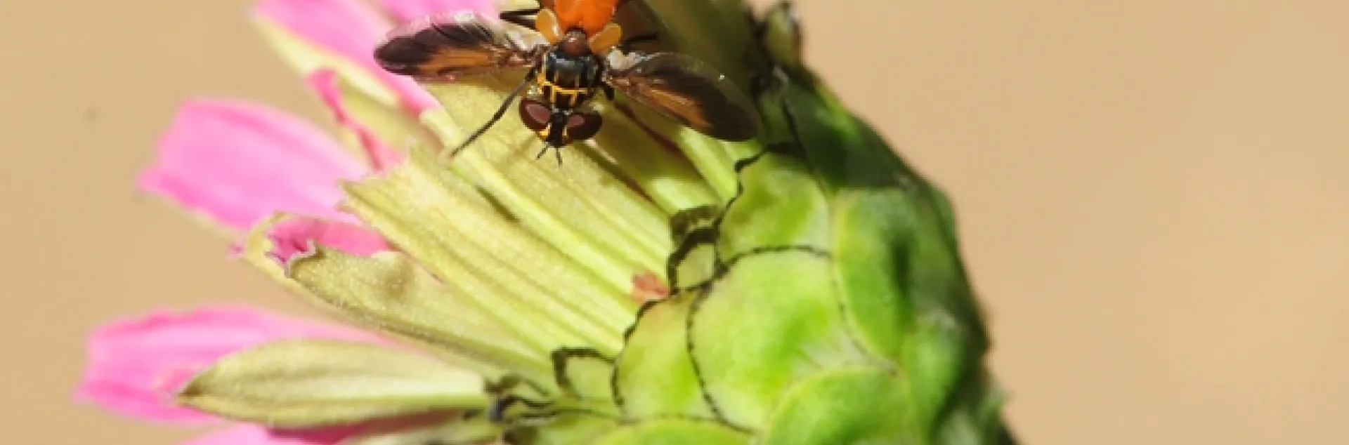 The feather-legged fly is a parasitoid that lays its eggs inside stink bugs and other agricultural pests. (Photo by Kathy Keatley Garvey)