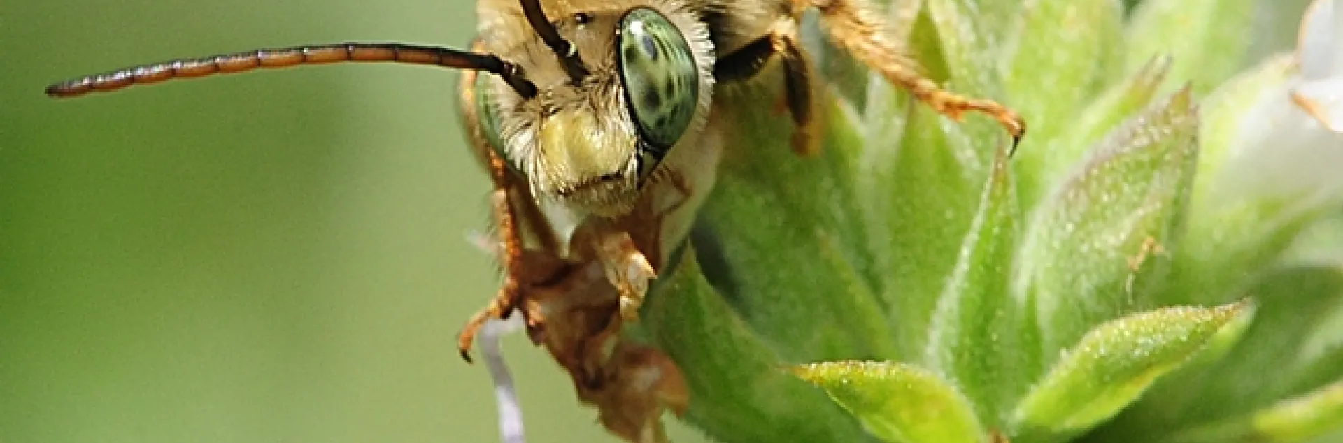 Male long-horned bee, Melissodes communis, on salvia. Identified by Robbin Thorp. (Photo by Kathy Keatley Garvey)