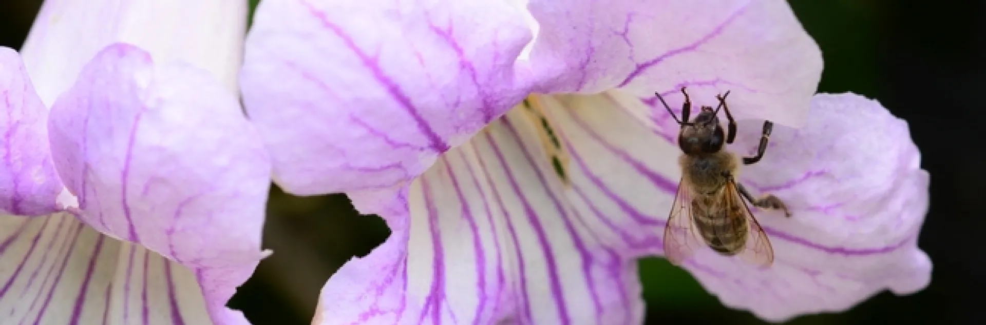 A honey bee on a violet trumpet blossom. (Photo by Kathy Keatley Garvey)
