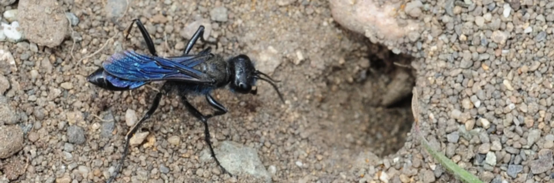 Metallic blue digger wasp from Sphecidae family. (Photo by Kathy Keatley Garvey)