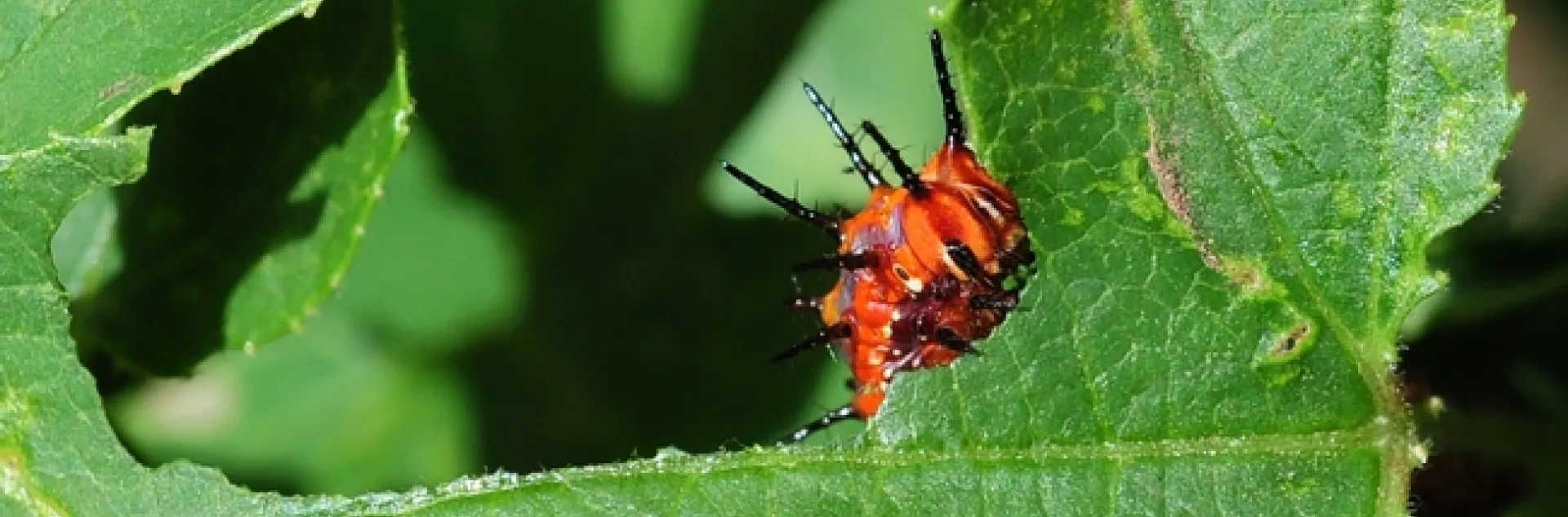 Gulf fritillary caterpillar munching away on passion flower leaves. (Photo by Kathy Keatley Garvey)