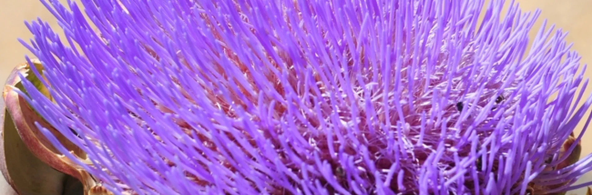 Honey bee heads toward a flowering artichoke. (Photo by Kathy Keatley Garvey)