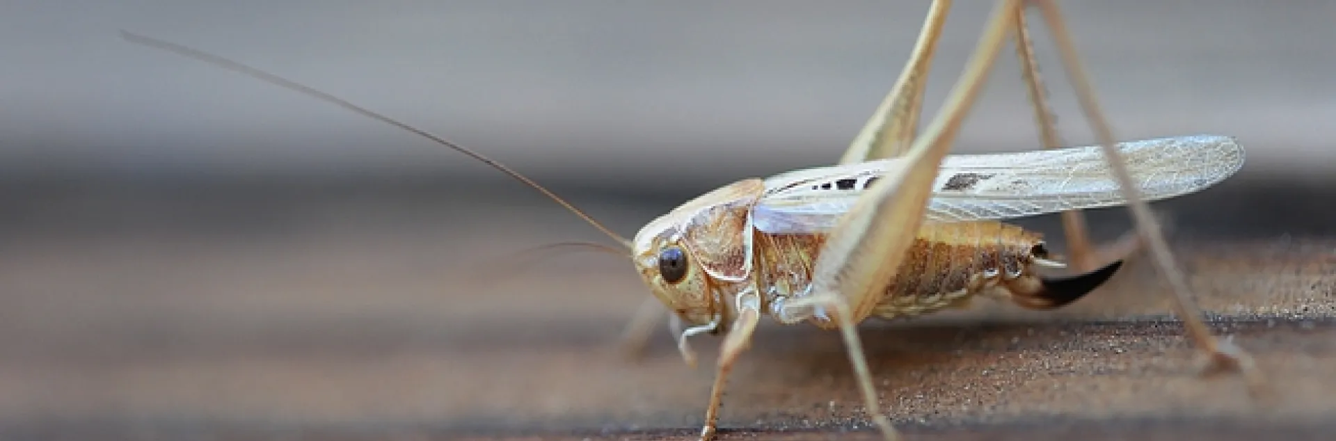 A katydid, or "long-horned grasshopper," from family Tettigonliidae. (Photo by Kathy Keatley Garvey)