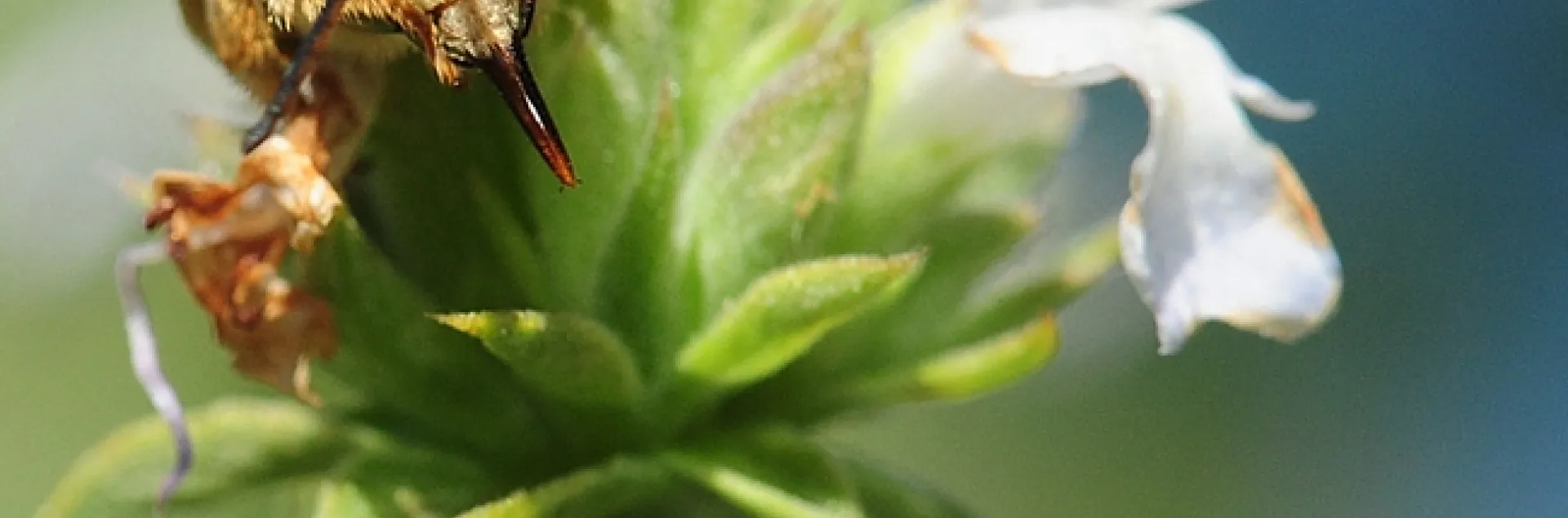 Male long-horned bee, genus Melissodes, probably Melissodes communis, as identified by Robbin Thorp. It is on salvia (sage). (Photo by Kathy Keatley Garvey)