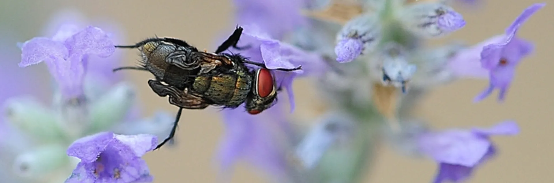 Newly emerged green bottle fly nectaring on lavender. (Photo by Kathy Keatley Garvey)