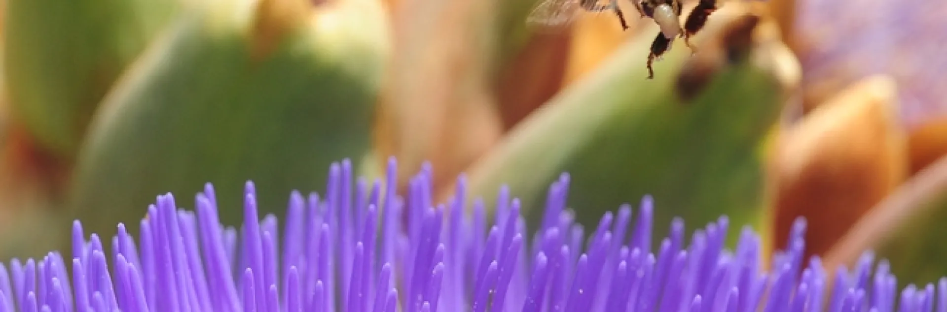 Honey bee packing white pollen. (Photo by Kathy Keatley Garvey)