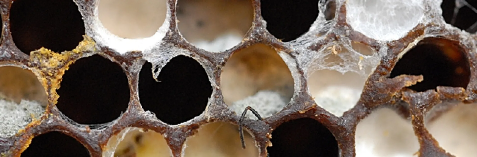 Colony collapse disorder--the bee antenna tells it all. (Photo by Kathy Keatley Garvey)