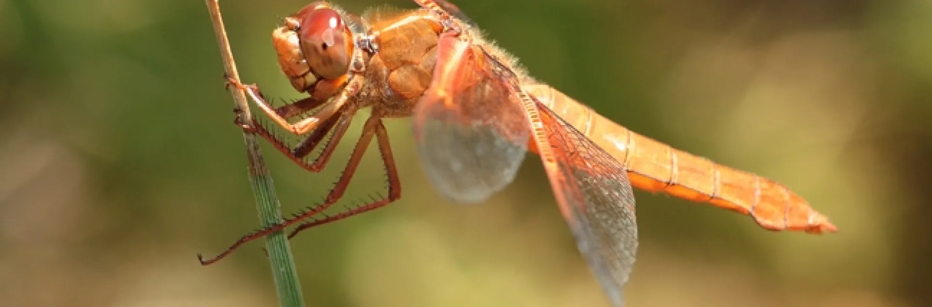 A female flame skimmer. (Photo by Kathy Keatley Garvey)