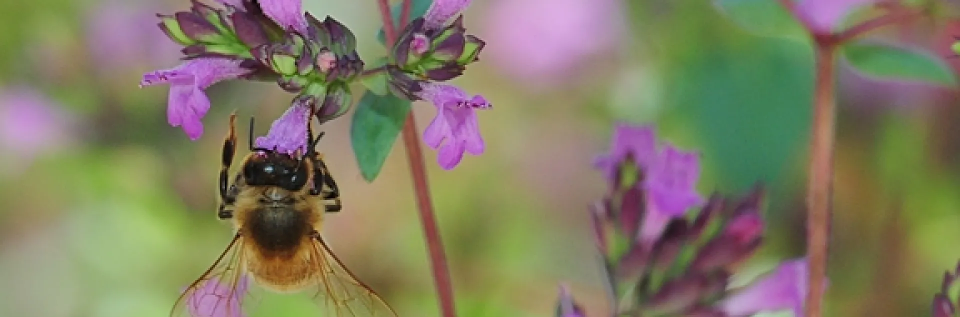 Oregano is a favorite of honey bees. (Photo by Kathy Keatley Garvey)