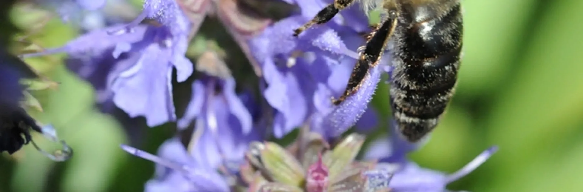 An aged Caucasian bee. (Photo by Kathy Keatley Garvey)