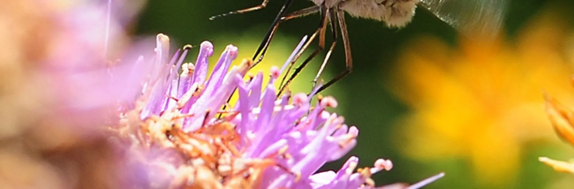 Bee fly, a bombyliid, hovers like a helicopter. Note the long tongue. (Photo by Kathy Keatley Garvey)