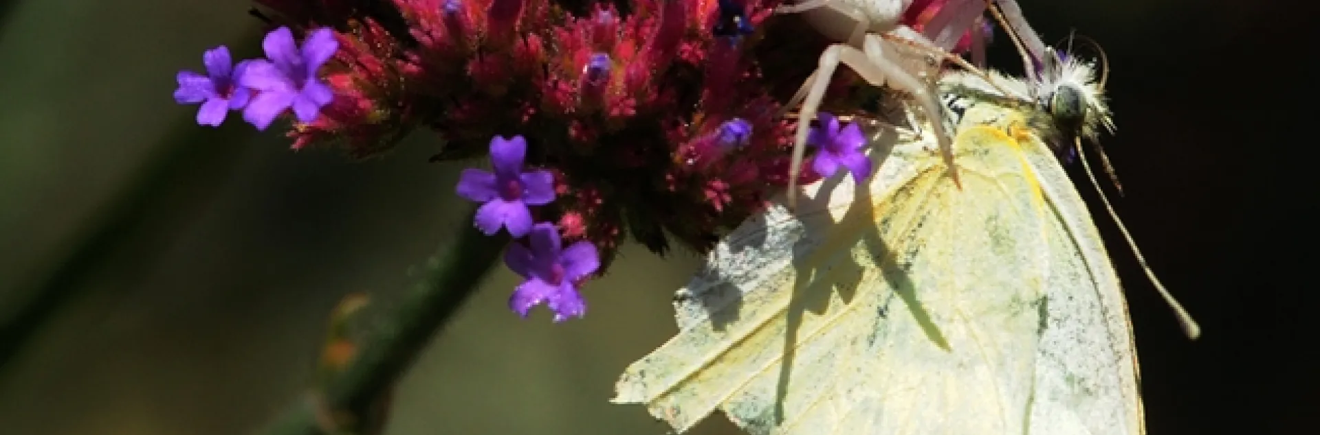Crab spider with its kill, a cabbage white butterly. (Photo by Kathy Keatley Garvey)