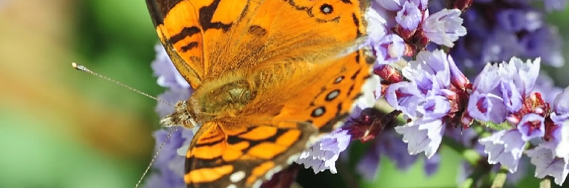 A West Coast Lady at the Berkeley Marina. (Photo by Kathy Keatley Garvey)