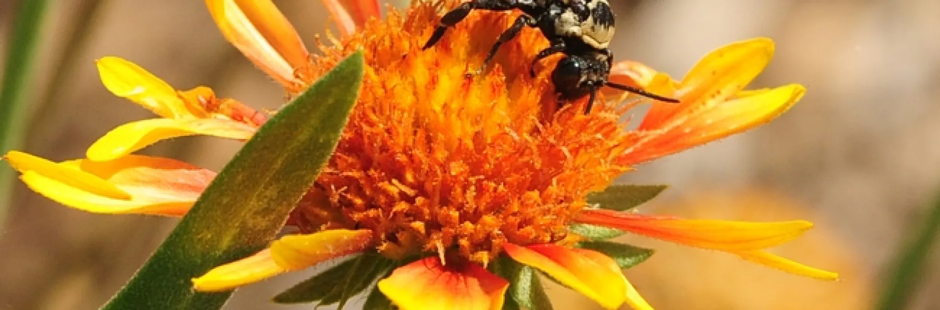 A male cuckoo bee, Triepeolus concavus, on a blanket flower (Gaillardia). (Photo by Kathy Keatley Garvey)